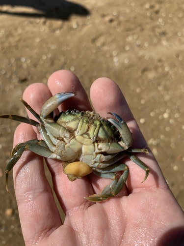 Crab-hacker barnacle, Esteiro do Ancão, Almancil, Algarve, PT, photo 6 of 10