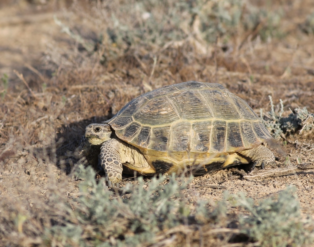 Afghan Tortoise in May 2018 by Marina Nikonorova · iNaturalist