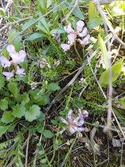 Astragalus distortus engelmannii