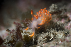 Austraeolis stearnsi