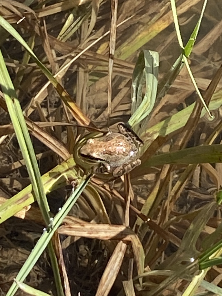 Sierran Tree Frog from Northeast, Reno, NV, US on September 29, 2023 at ...