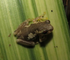 Litoria dentata