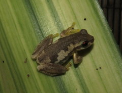Litoria dentata