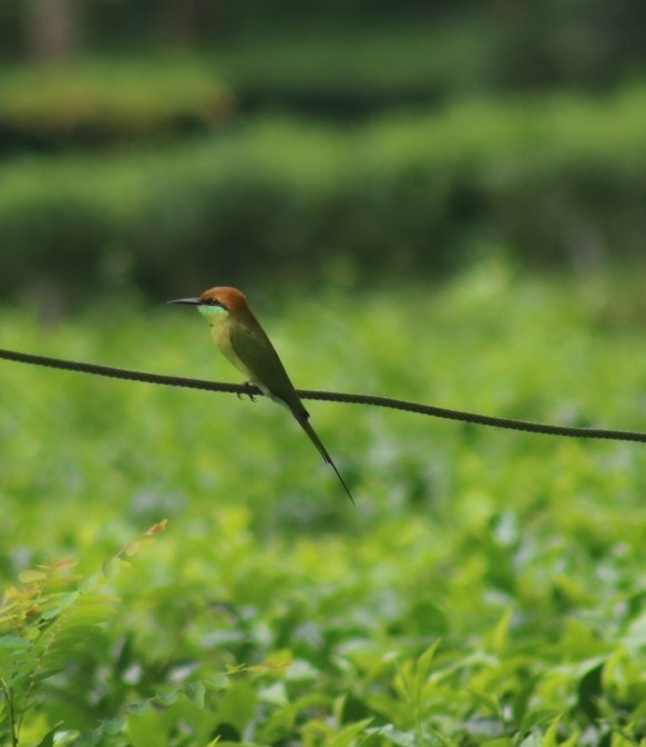 Asian Green Bee-eater