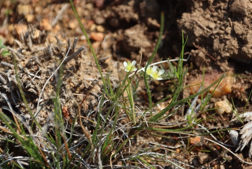 Image of Heliophila namaquana by (c) Tony Rebelo, some rights reserved (CC BY-SA)