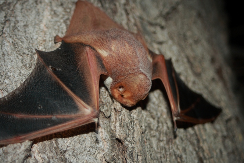 Photos Of Western Red Bat Lasiurus Blossevillii Inaturalist