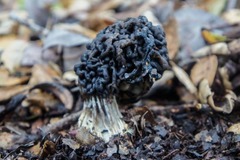 Helvella dryophila