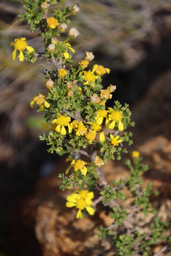 Image of Euryops multifidus by (c) Tony Rebelo, some rights reserved (CC BY-SA)