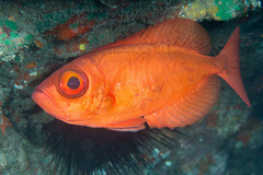 Heteropriacanthus carolinus