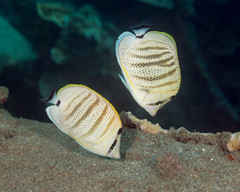 Chaetodon multicinctus