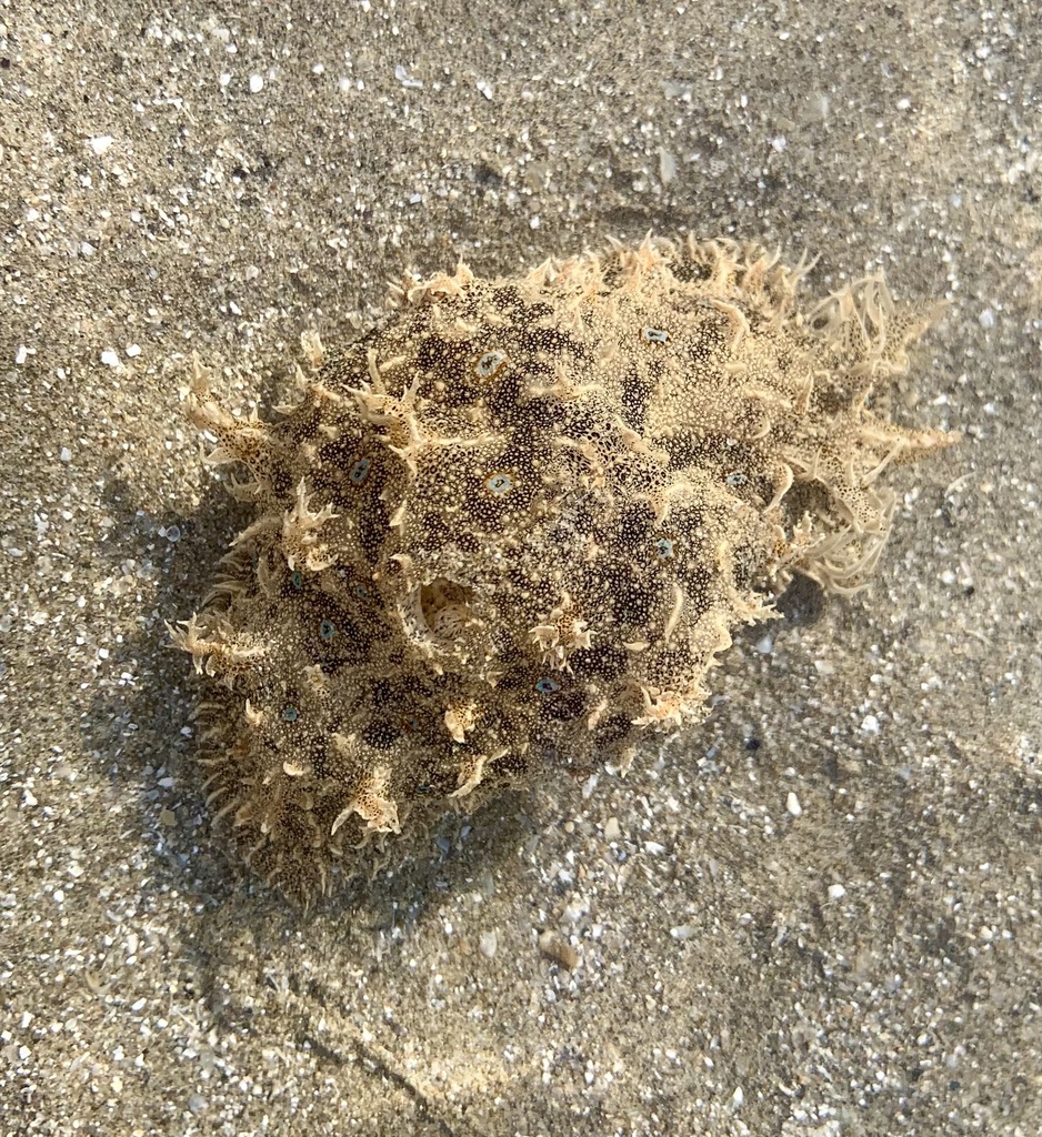 Blue-spotted sea hare