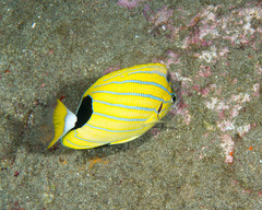 Chaetodon fremblii