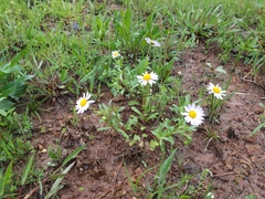 Astranthium ciliatum