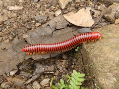 Rhinocricidae