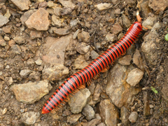 Rhinocricidae
