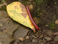 Rhinocricidae