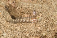 Gnatholepis cauerensis
