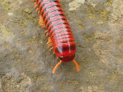 Rhinocricidae