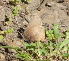 Callophrys augustinus iroides