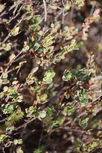 Image of Vexatorella alpina by (c) Tony Rebelo, some rights reserved (CC BY-SA)