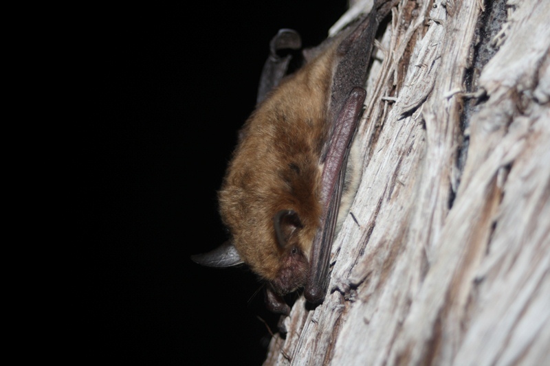 Californian Myotis.