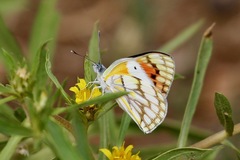 Colotis celimene pholoe