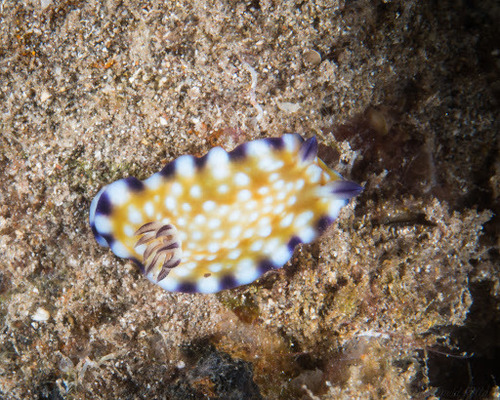 Trembling Nudibranch