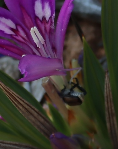 Babiana dregei