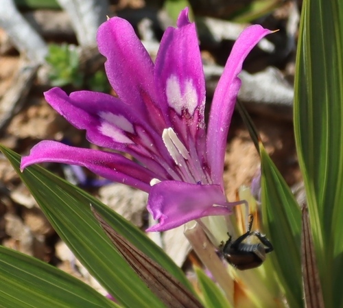 Babiana dregei