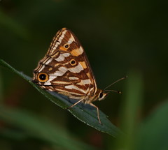 Oreixenica kershawi