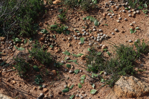 Image of Lachenalia pygmaea by (c) Tony Rebelo, some rights reserved (CC BY-SA)