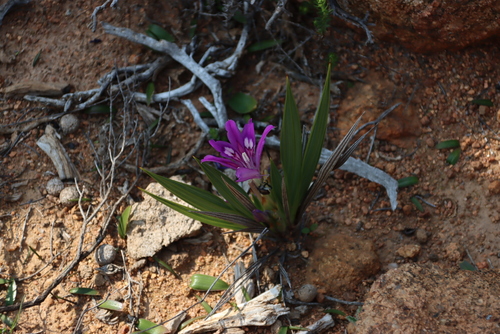 Babiana dregei
