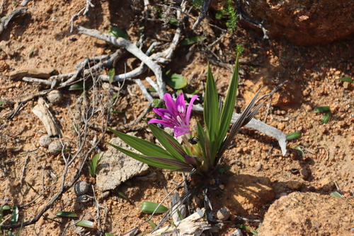 Babiana dregei