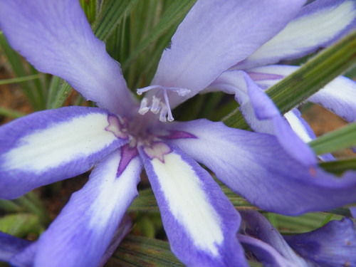 Image of Babiana bainesii by (c) Antoinette Eyssell Knox, some rights reserved (CC BY-SA)