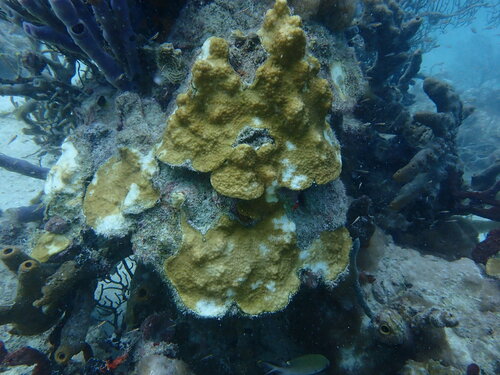 Boulder Star Coral