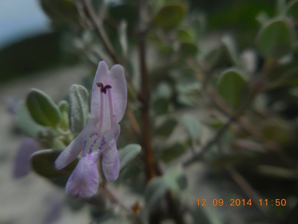 Poliomintha marifolia from San Nicolás Tolentino, MXSL, MX on March 27
