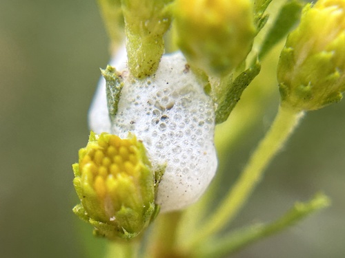 iNaturalist observation photo of Spittlebugs and Froghoppers