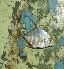 Euprepocaranx dorsalis