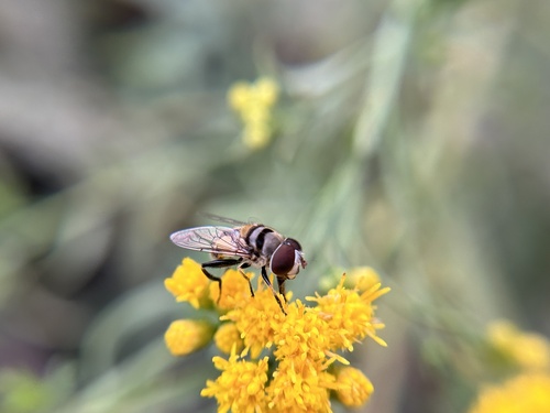iNaturalist observation photo of Single-banded Plushback