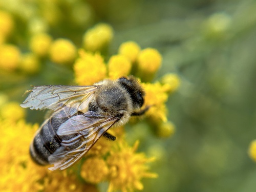iNaturalist observation photo of Western Honey Bee