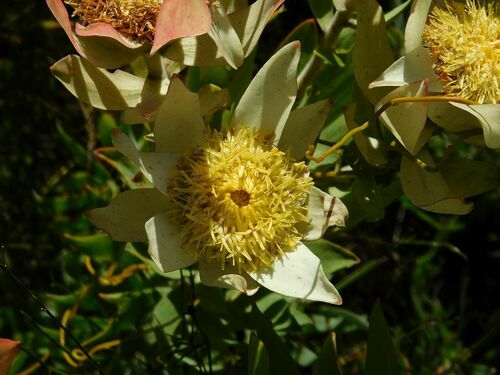 Riviersonderend Conebush (Leucadendron burchellii)