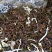 Striped Iceland Lichen - Photo (c) Samuel Brinker, some rights reserved (CC BY-NC), uploaded by Samuel Brinker