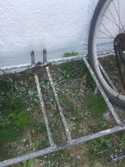 Campylorhynchus yucatanicus