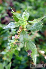 Parietaria officinalis