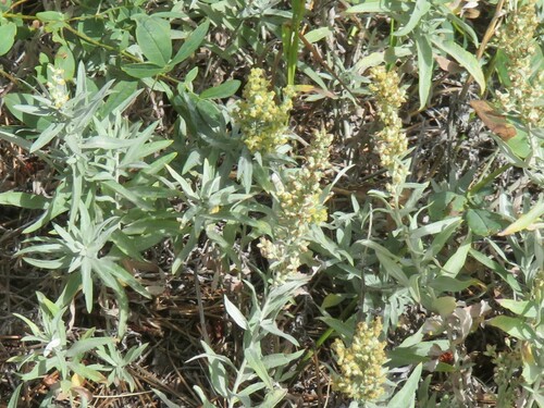 Artemisia ludoviciana
