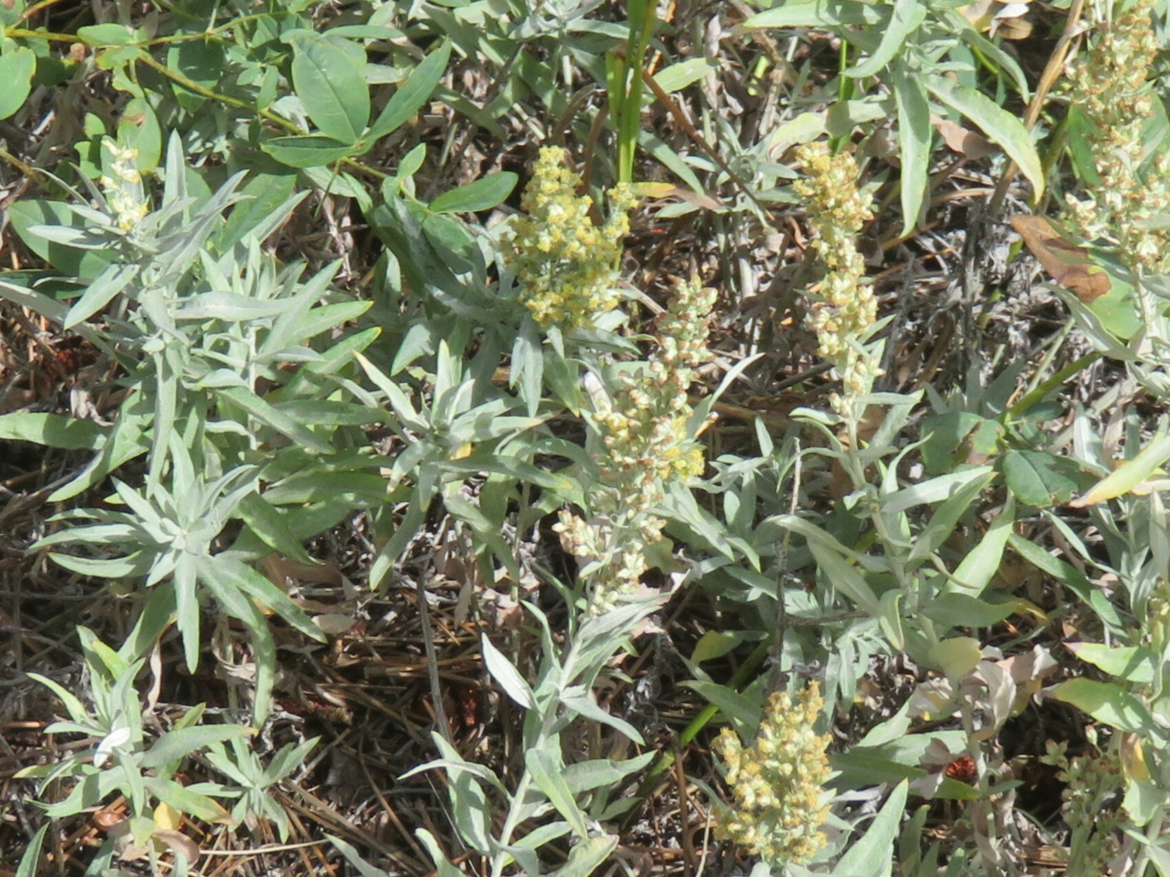 Artemisia ludoviciana