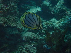 Chaetodon meyeri