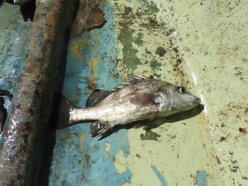 Longspine grunt (Pomadasys macracanthus) — Haemulidae