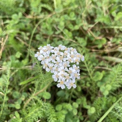 Achillea millefolium image