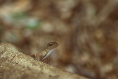 Anolis cupreus